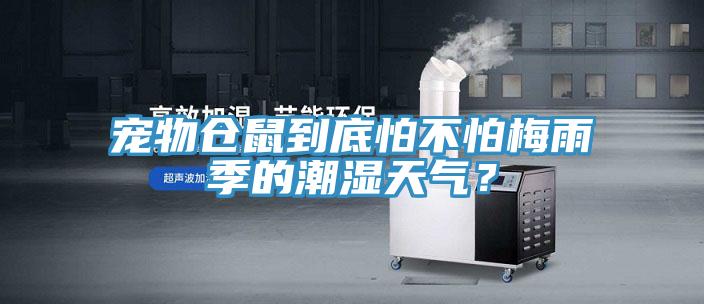 宠物仓鼠到底怕不怕梅雨季的潮湿天气？
