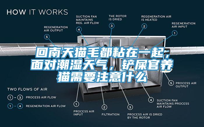 回南天猫毛都粘在一起，面对潮湿天气，铲屎官养猫需要注意什么