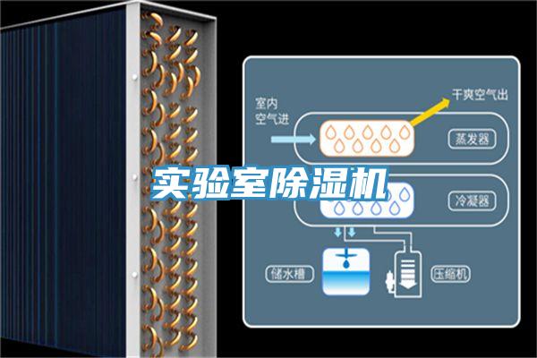 实验室91免费网站在线观看