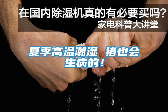 夏季高温潮湿 猪也会生病的！