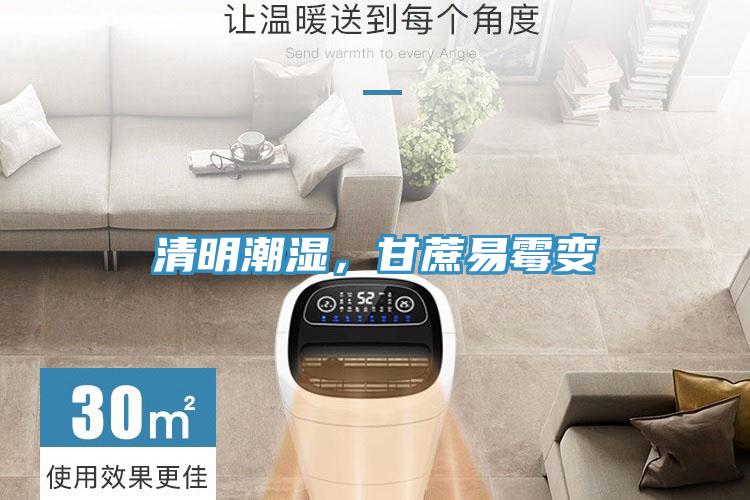清明潮湿，甘蔗易霉变