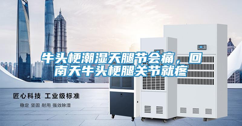牛头梗潮湿天腿节会痛，回南天牛头梗腿关节就疼