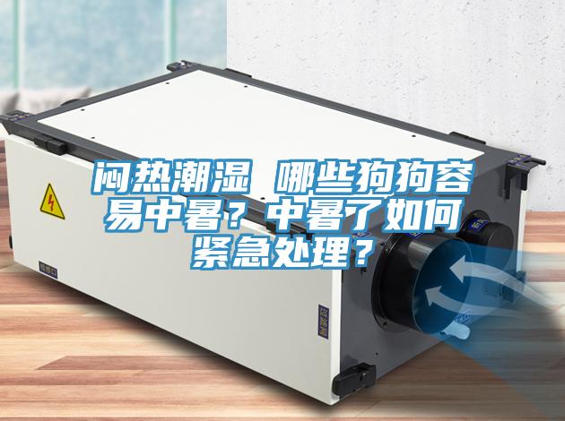 闷热潮湿 哪些狗狗容易中暑？中暑了如何紧急处理？