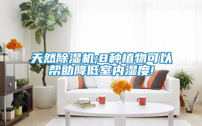 天然91免费网站在线观看;8种植物可以帮助降低室内湿度!