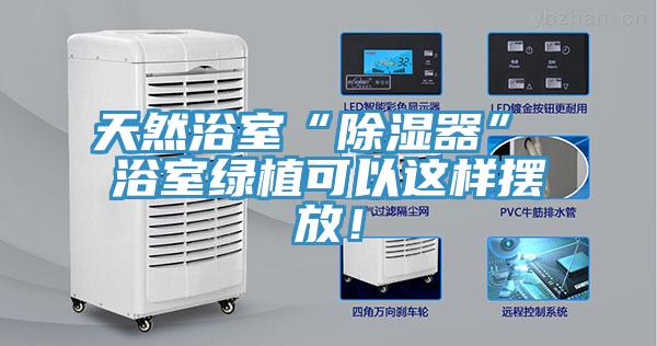 天然浴室“除湿器” 浴室绿植可以这样摆放！