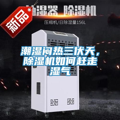 潮湿闷热三伏天，91免费网站在线观看如何赶走湿气