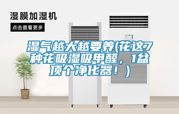 湿气越大越要养(花这7种花吸湿吸甲醛，1盆顶个净化器！)